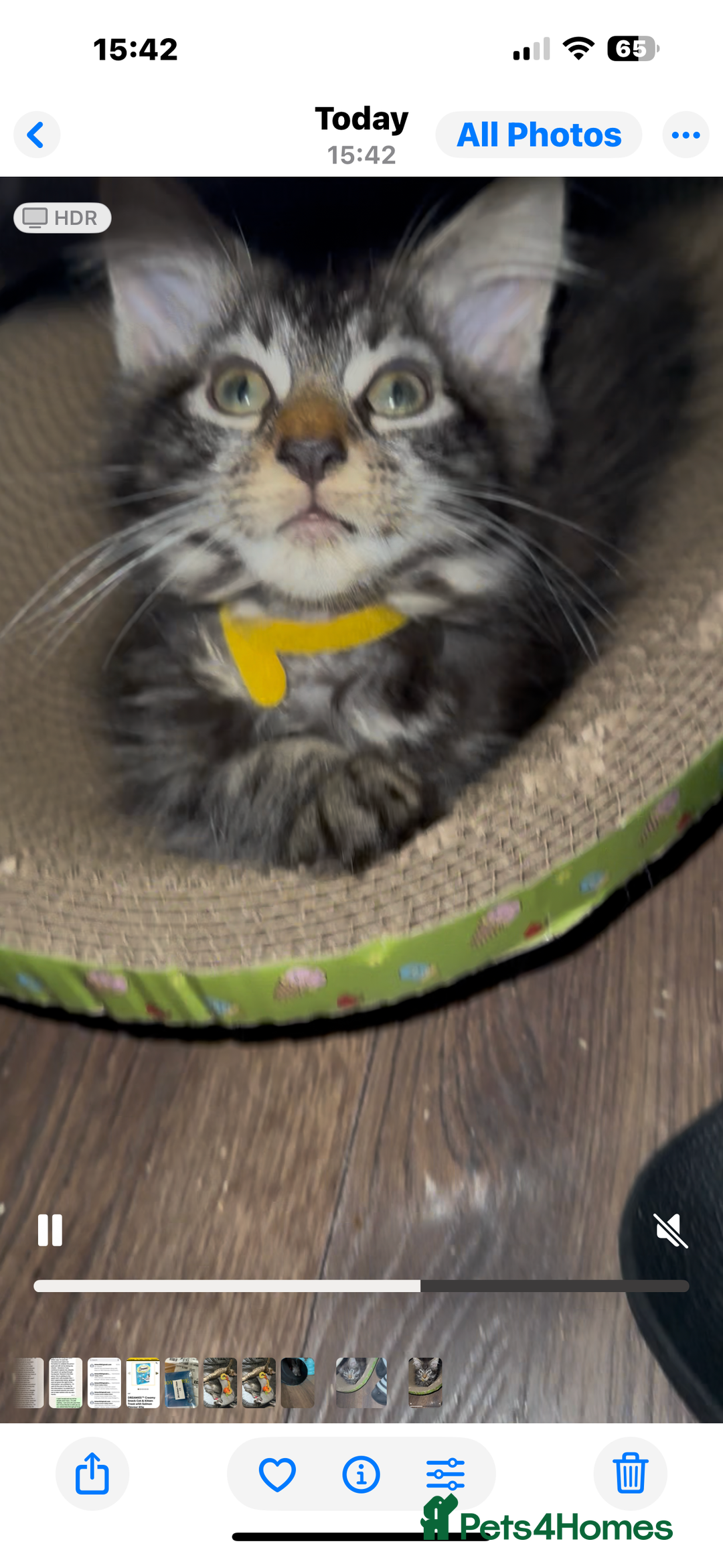 Maine Coon cats for sale: Stunning mainecoons  - Image 17