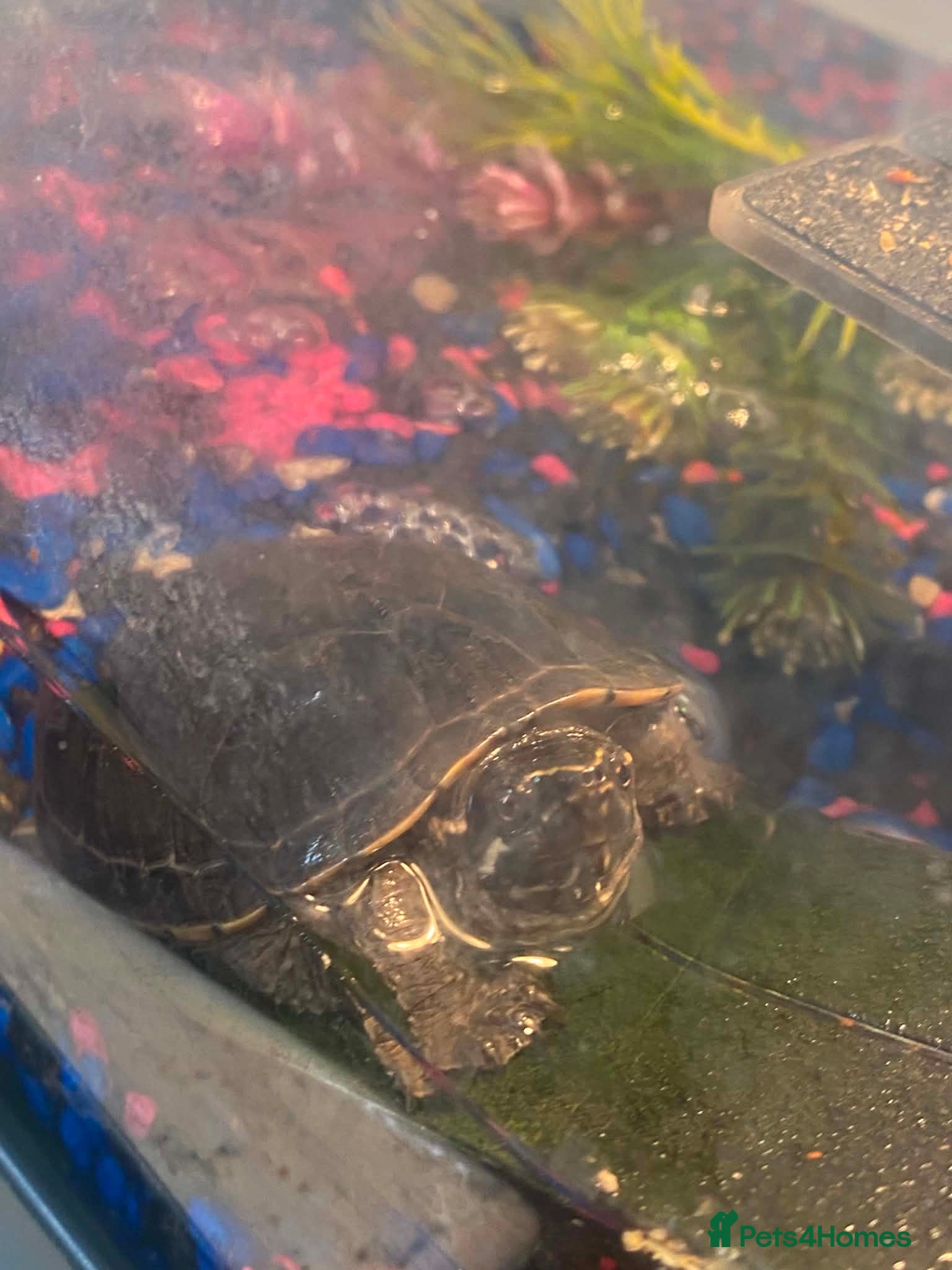 Turtle reptiles 2 Musk Turtles.  - Advert 1