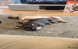 French Bulldog dogs for sale: Lilac French bulldogs  - Image 7