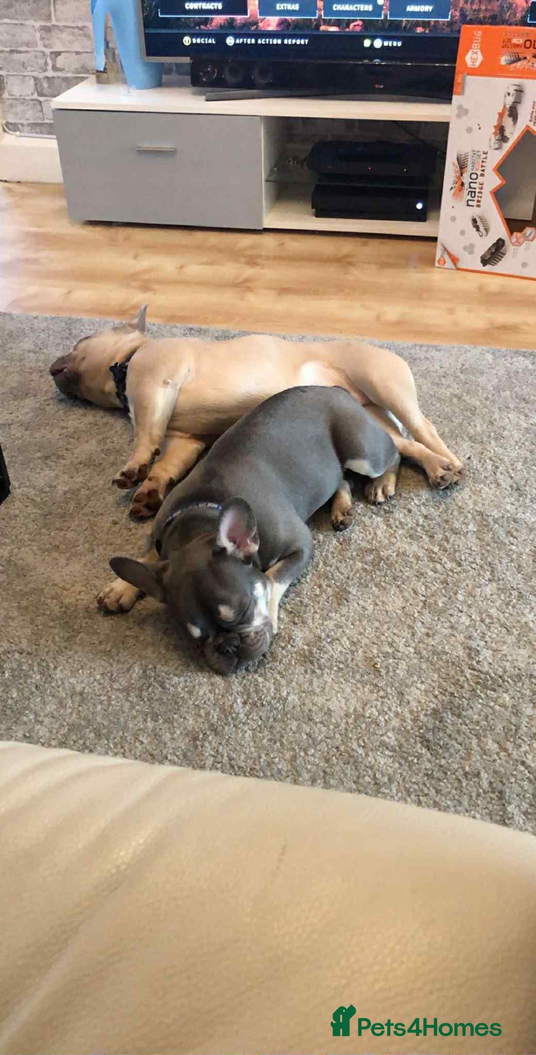 French Bulldog dogs for sale: Lilac French bulldogs  - Image 7