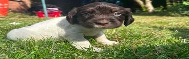 English Springer Spaniel 5 pink collar