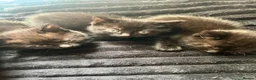 Mixed Breed cats for sale: Gorgeous kittens  - Advert 5