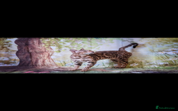 Bengal cats for sale: 😻🐱 Cherry Blossom 🍒 Neutered female - Image 7