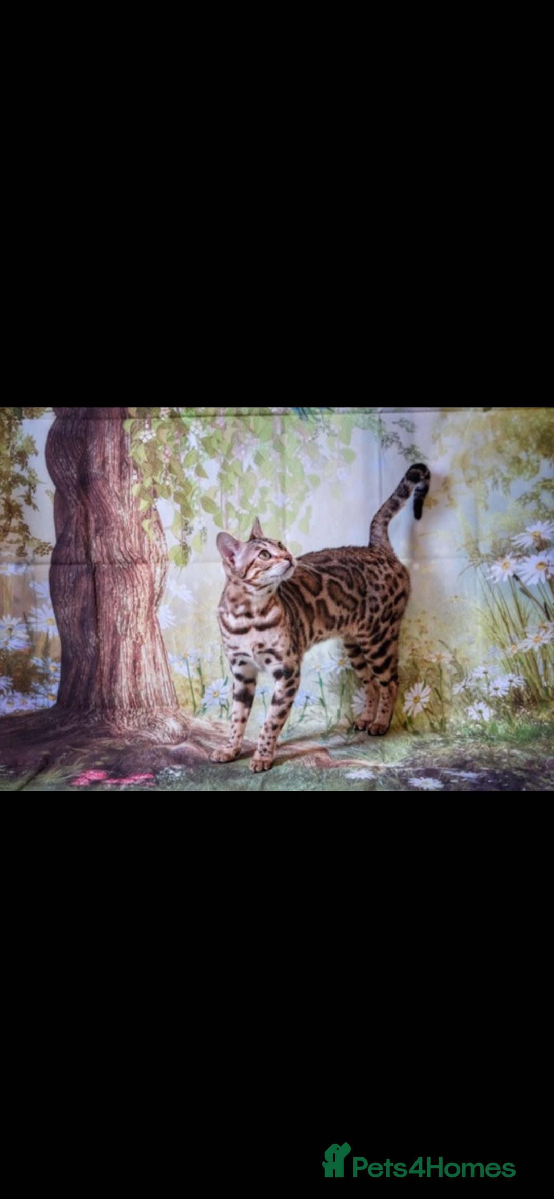 Bengal cats for sale: 😻🐱 Cherry Blossom 🍒 Neutered female - Image 7