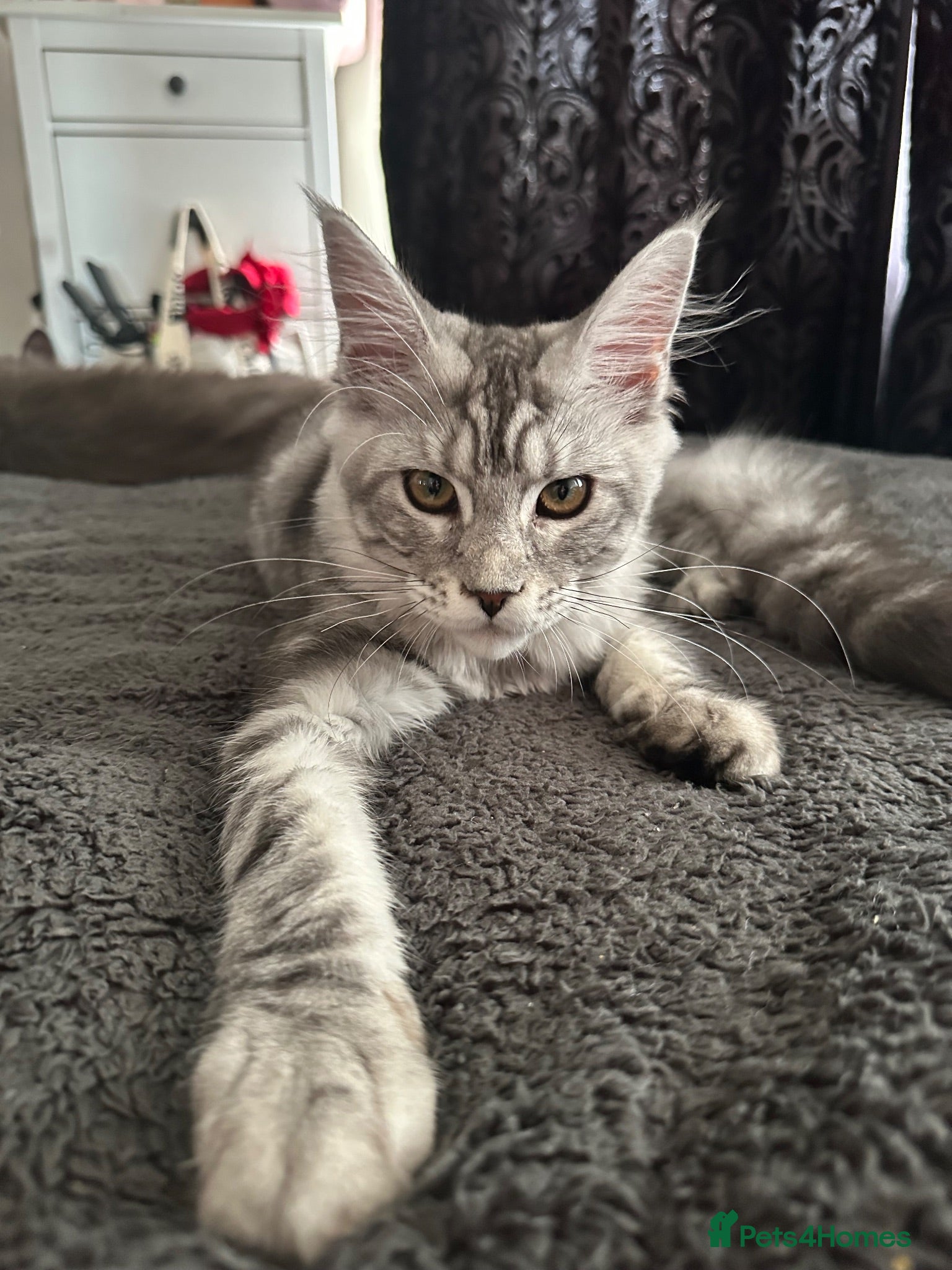 Maine Coon cats XXL Maine Coons Kittens Champion Sired  - Advert 6
