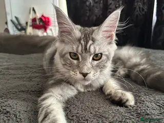 Maine Coon cats XXL Maine Coons Kittens Champion Sired - Advert 6
