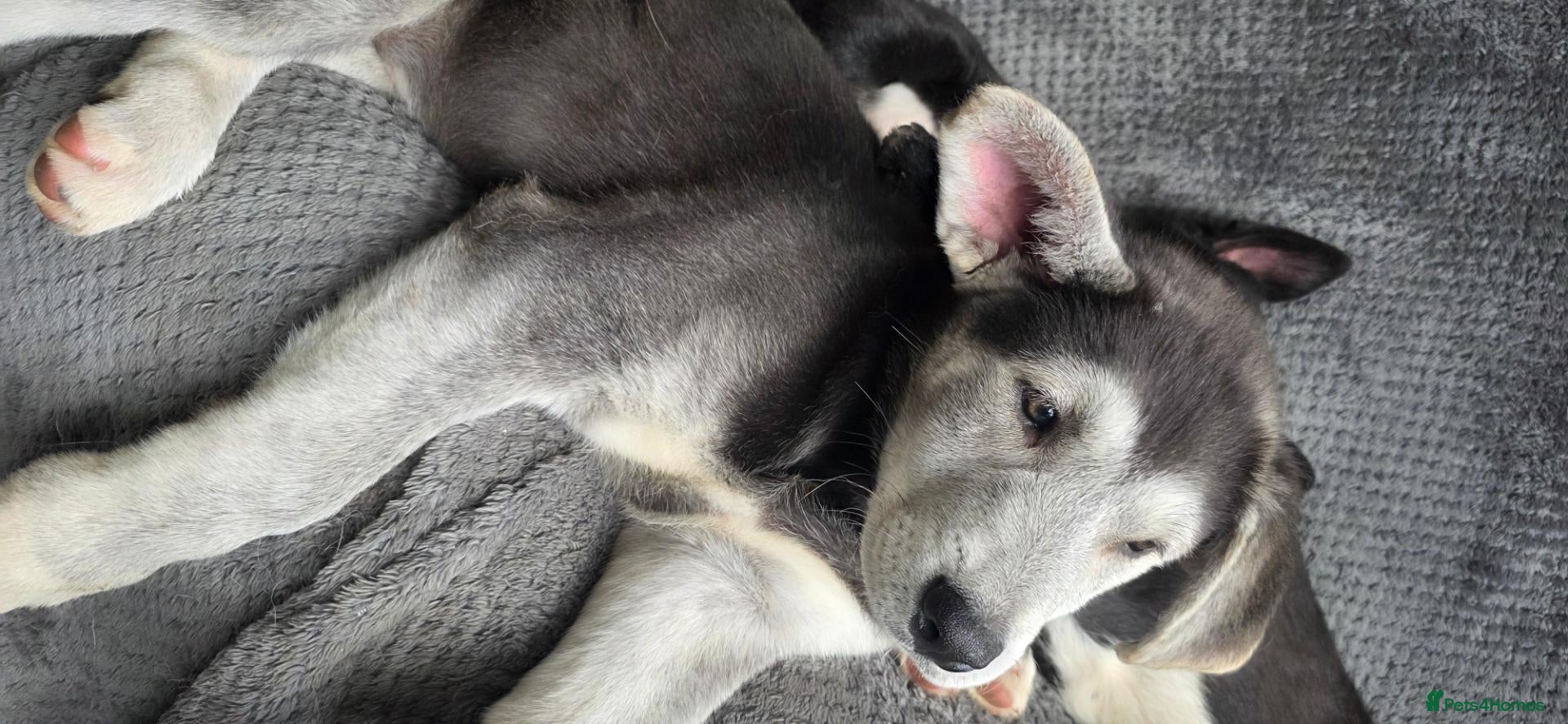 Shepsky dogs Shepsky puppies  - Advert 16