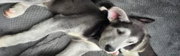 Shepsky dogs for sale: Shepsky puppies  - Advert 1