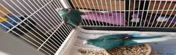 Parakeets birds for sale: 1 pair of kakarikis  - Advert 5