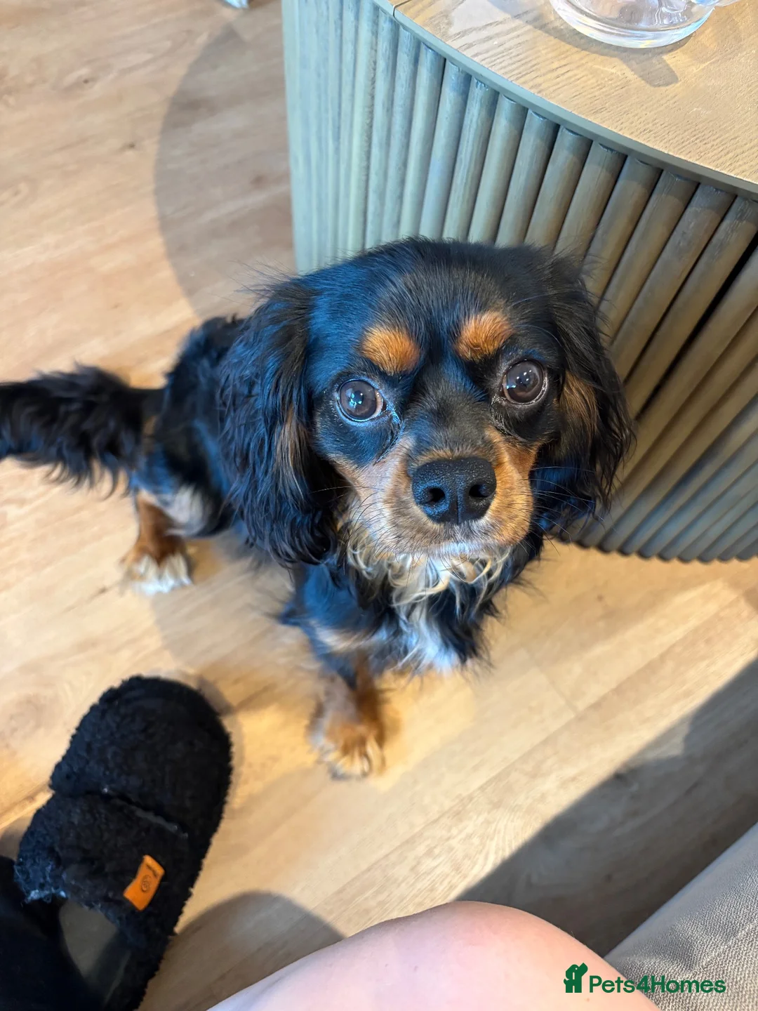 Cavalier King Charles Spaniel dogs for sale: Yafa to find his forever home x in Shoreham-by-Sea - Advert 2