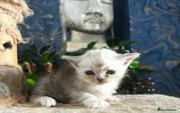 Persian cats for sale: Persian Kittens for Sale 💙✨ - Image 4