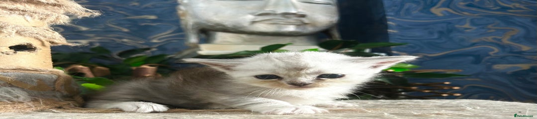 Persian Kitten 3