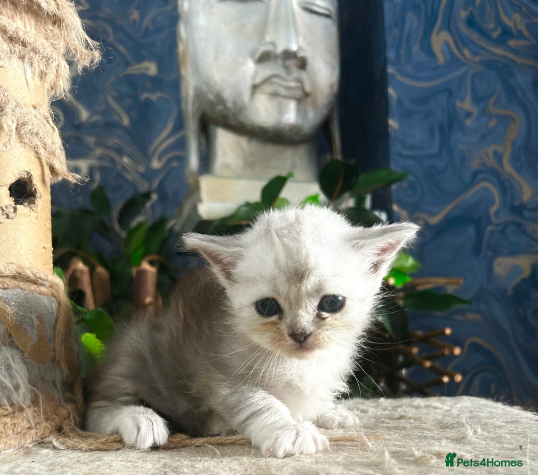 Persian cats for sale: Persian Kittens for Sale 💙✨ - Image 4