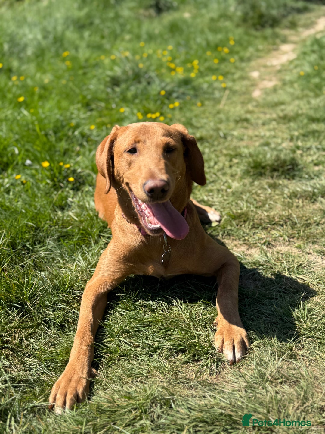 Labrador Retriever dogs for sale: Beautiful fox red girl looking for her forever hom - Image 4