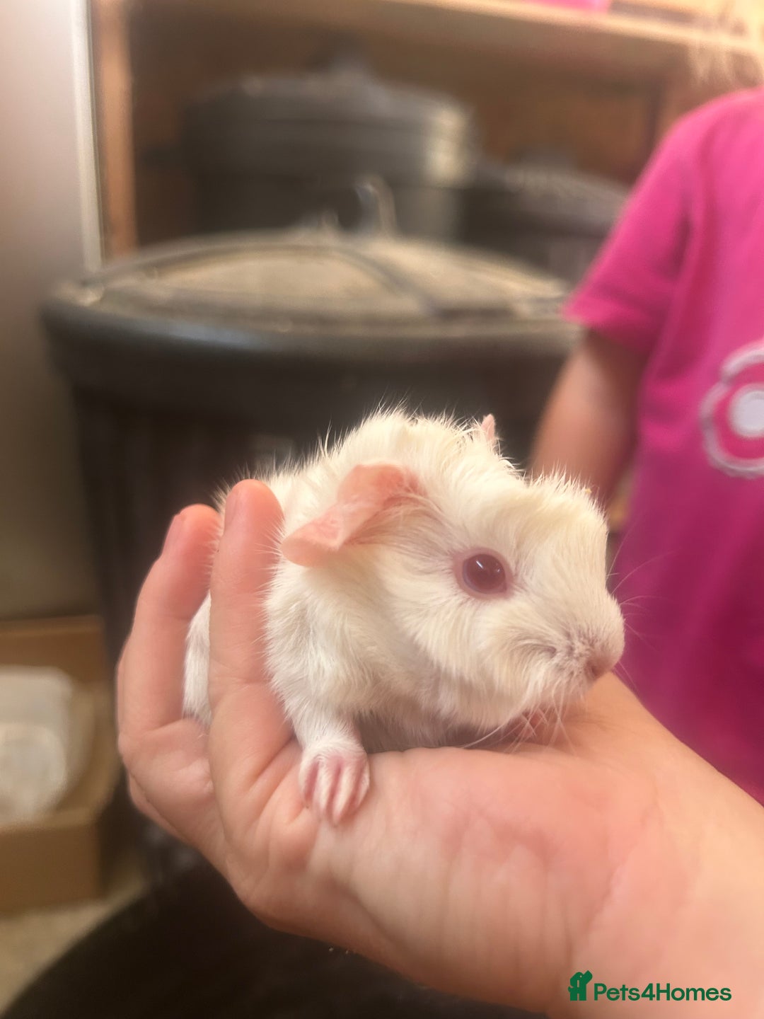 Guinea Pig rodents for sale: Litter of 6 beautiful baby Abyssinian guinea pigs - Image 5
