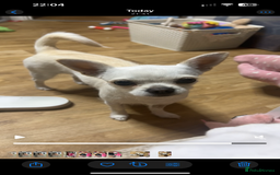 Chihuahua dogs for sale: female chihuahua - Image 2