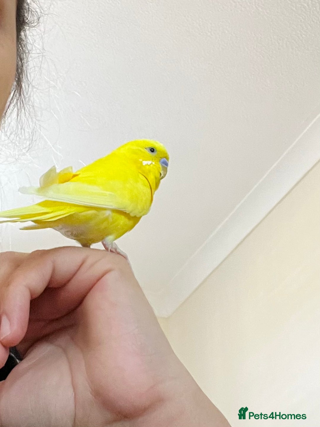 Budgerigars birds for sale: Male budgie - Advert 3