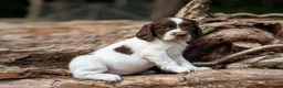 English Springer Spaniel dogs for sale: KC Registered English Springer Spaniel Puppies - Advert 11