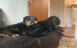 Olde English Bulldogge dogs for sale: Old English bulldog puppies - Image 35