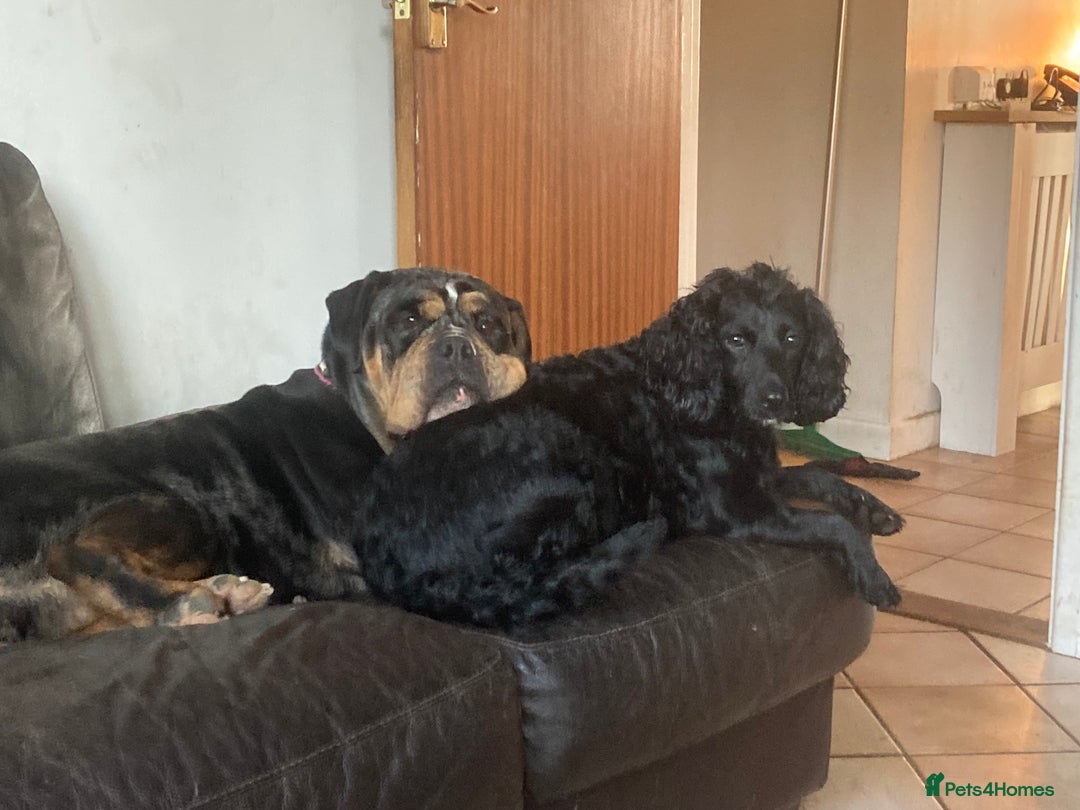 Olde English Bulldogge dogs for sale: Old English bulldog puppies - Image 35