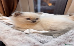 Ragdoll cats for sale: 6 Ragdoll kittens - Advert 7