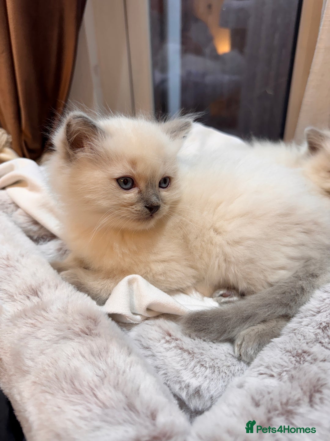 Ragdoll cats for sale: 6 Ragdoll kittens - Advert 7