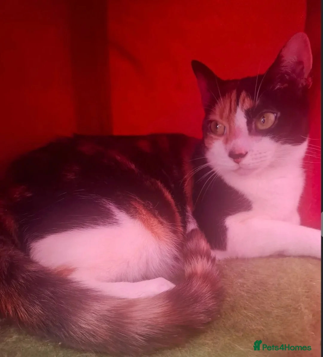 Mixed Breed cats for adoption: Two beautiful cats available for adoption - Advert 4