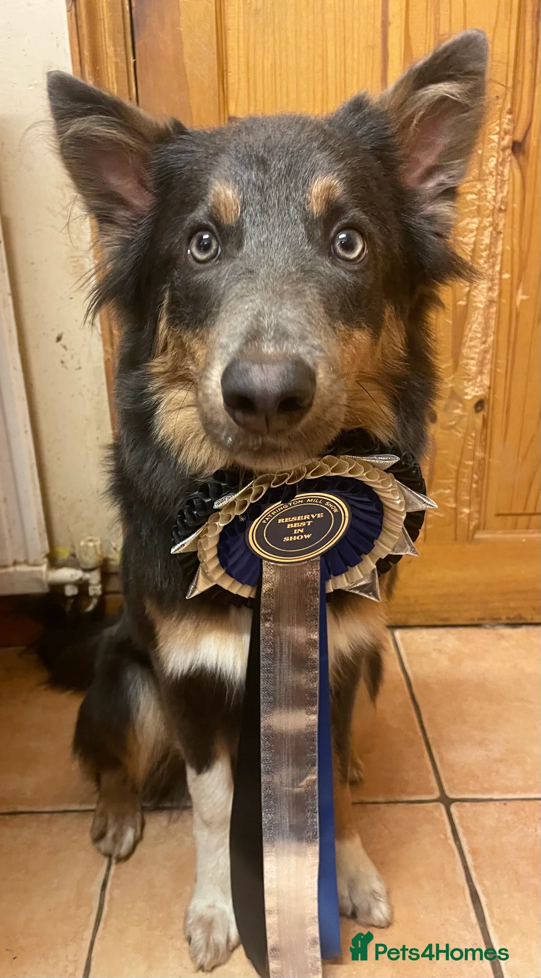 Border Collie dogs for stud: Stunning Proven Blue Tricolour Border Collie Stud in Hull - Advert 3