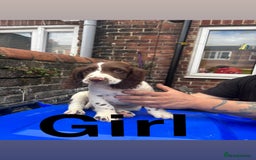 English Springer Spaniel dogs for sale: Puppies for sale 9 week old  - Image 5