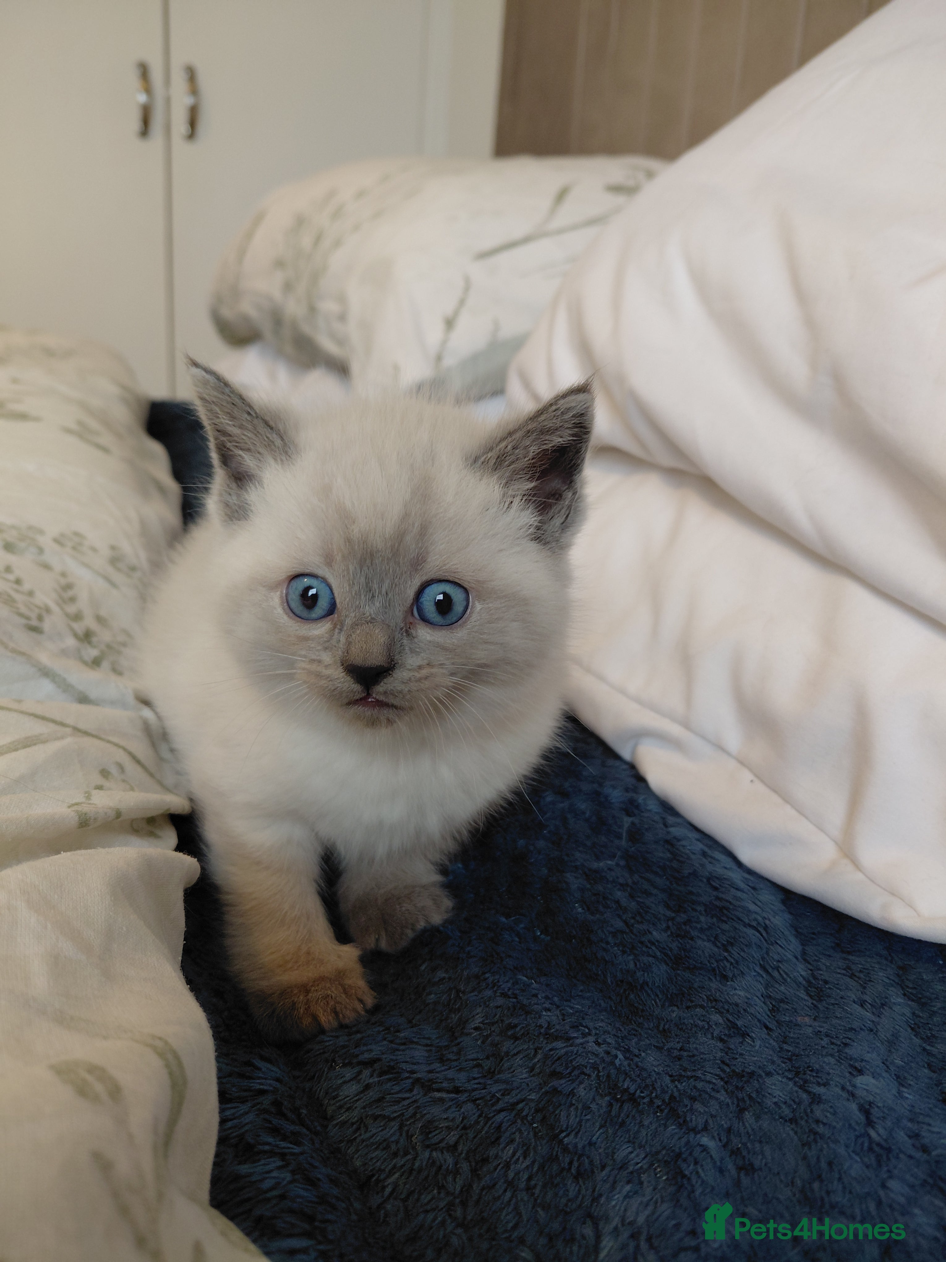 Ragdoll cats Mixed Ragdoll kittens  - Advert 18