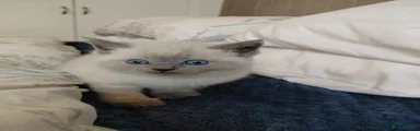 Ragdoll 1