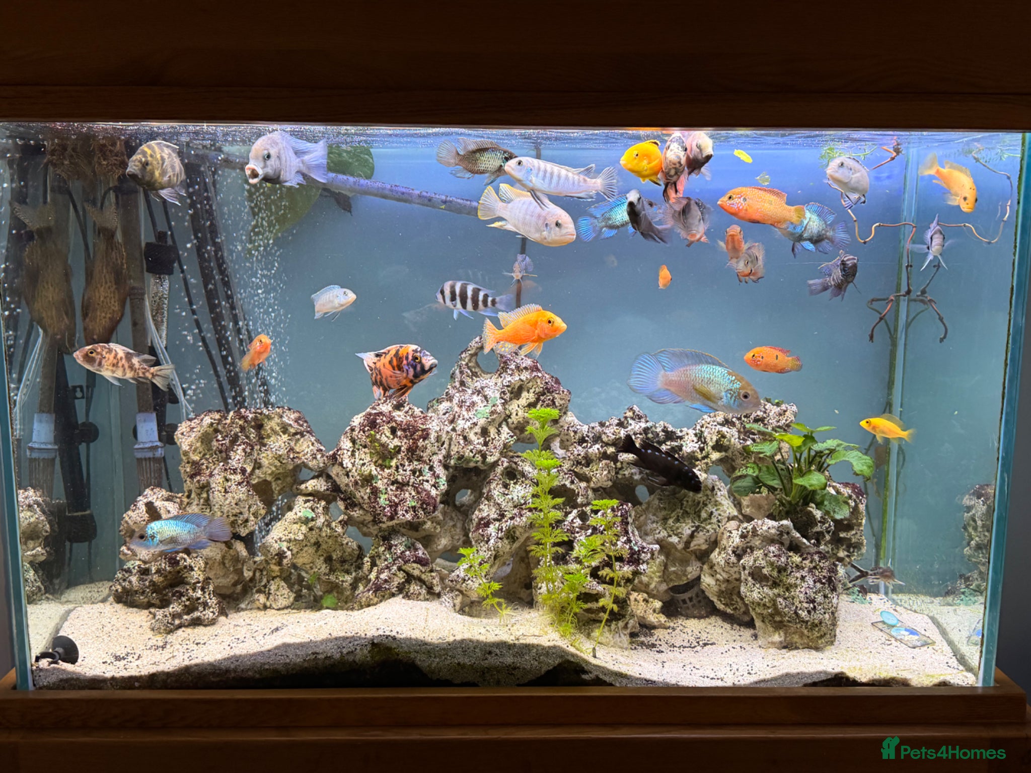 Cichlids fish Assorted Cichlids, catfish + Crab - Advert 2
