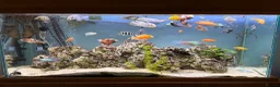 Cichlids fish for sale: Assorted Cichlids, catfish + Crab - Advert 1