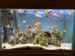 Cichlids fish Assorted Cichlids, catfish + Crab - Advert 2
