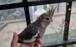 Cockatiels birds for sale: 1x 8 week old cockatiel £85  - Image 17