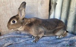 Rex rabbits for sale: 1 x blue rex buck, 3 x rex does - 6 months old - Image 8