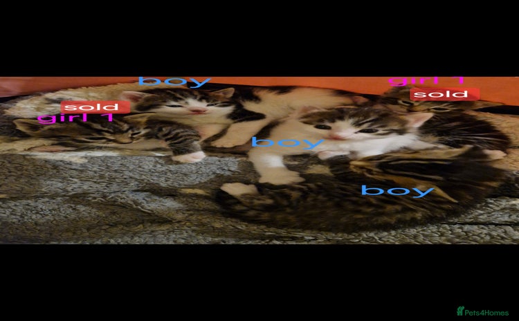 Bengal cats - Advert 7
