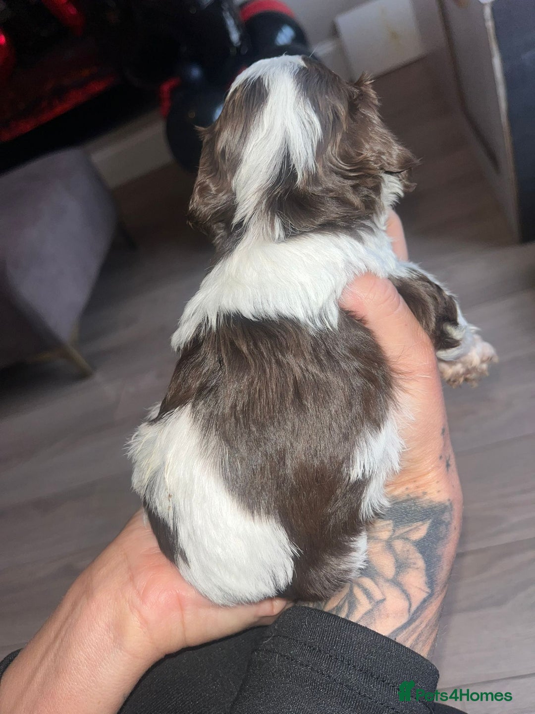 Cockapoo dogs for sale: Beautiful cockapoo puppys  - Advert 16