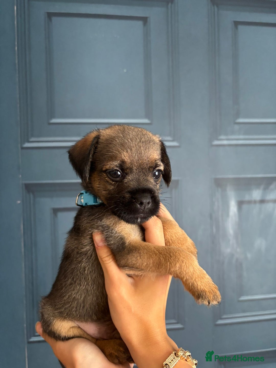 Border Terrier dogs for sale: Slem clear stunning boarder terrier puppies  - Image 15