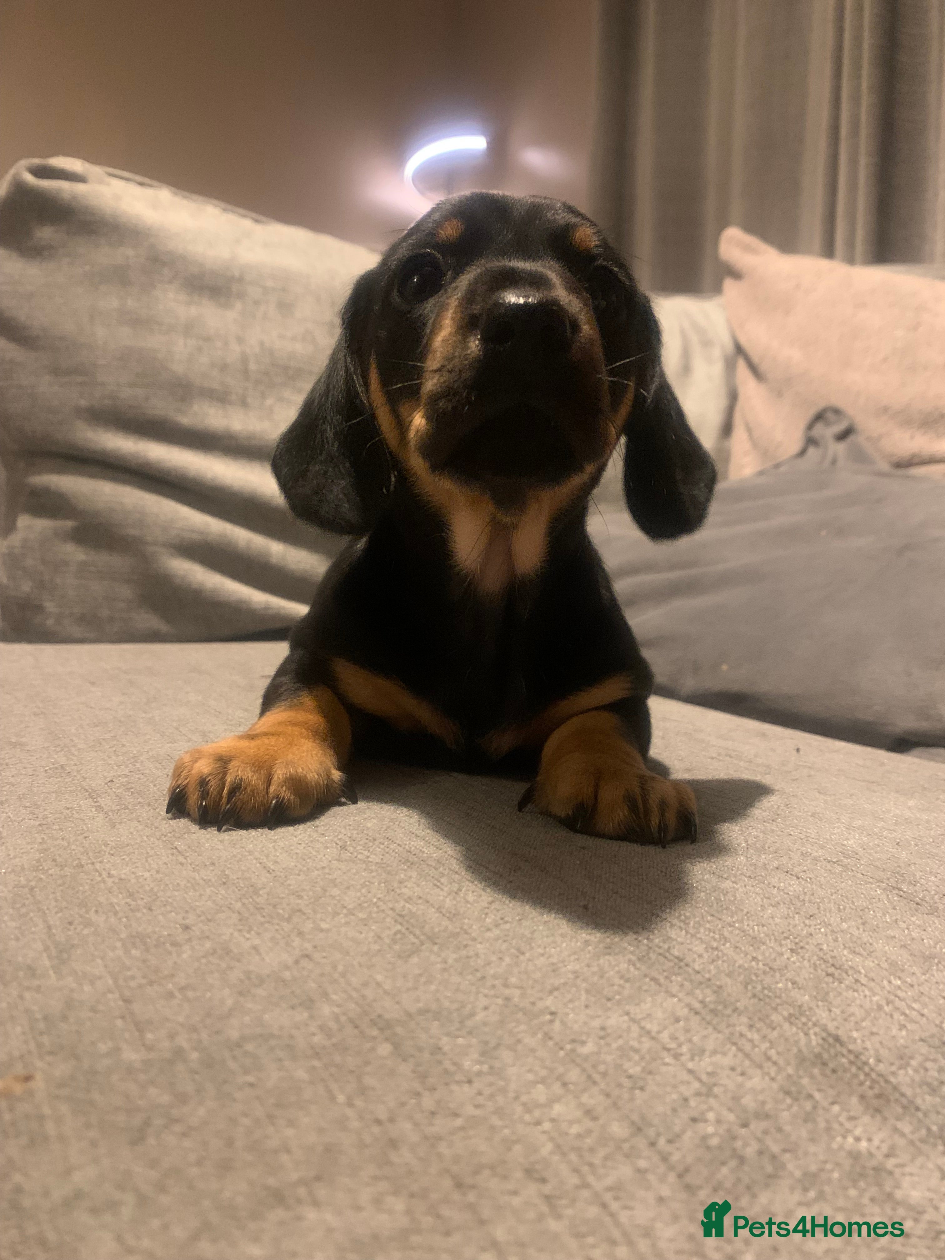 Dachshund dogs Mini Dachshund Boys🐾 Norwich - Advert 2