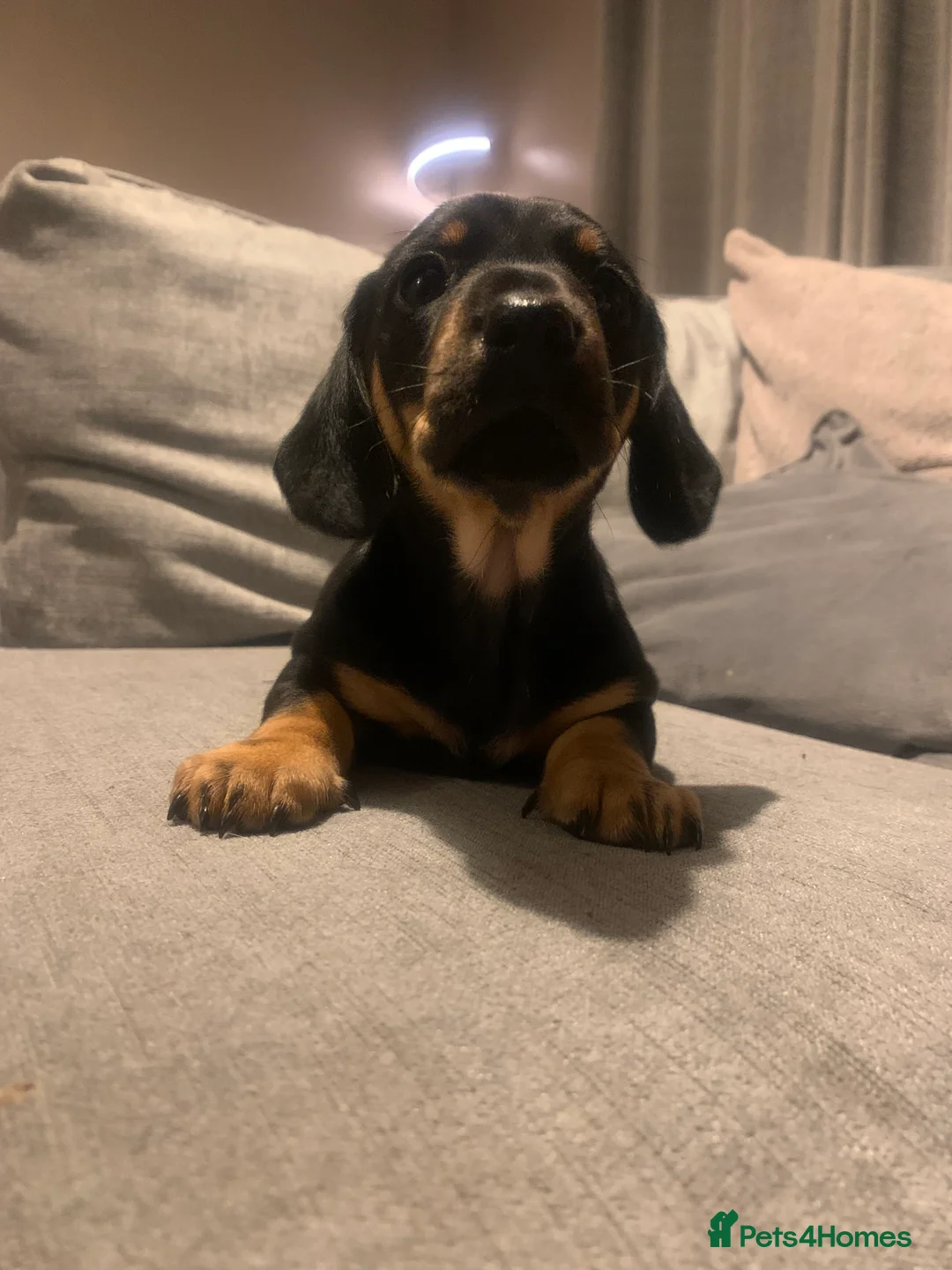 Dachshund dogs for sale: Mini Dachshund Boys🐾 Norwich - Advert 1
