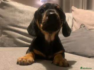 Dachshund dogs Mini Dachshund Boys🐾 Norwich - Advert 2