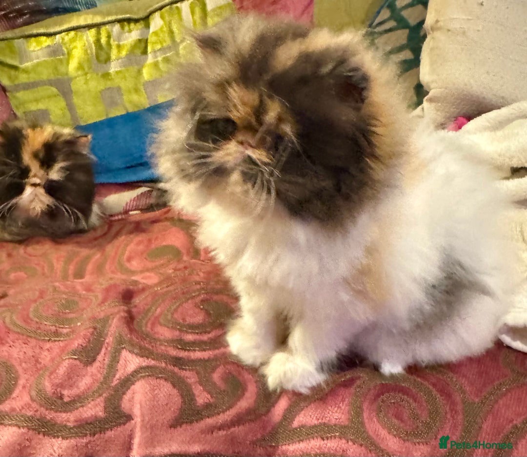 Persian cats for sale: Beautiful Calico pedigree Persian female kitten  - Image 13