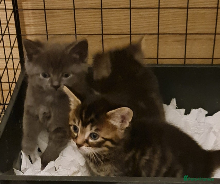 Mixed Breed cats Mixed with main coon, bengal and tabby  - Advert 1