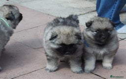 Keeshond dogs for sale: Keeshond Puppies available - Image 3