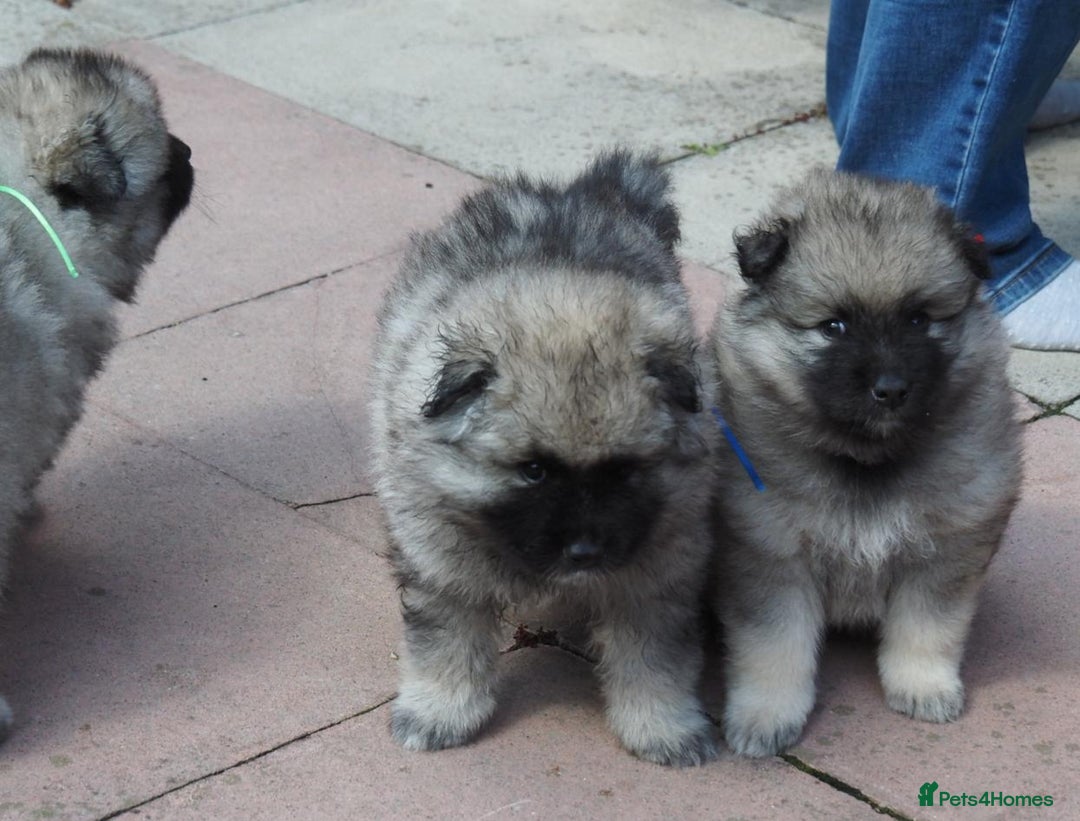 Keeshond dogs for sale: Keeshond Puppies available - Image 3