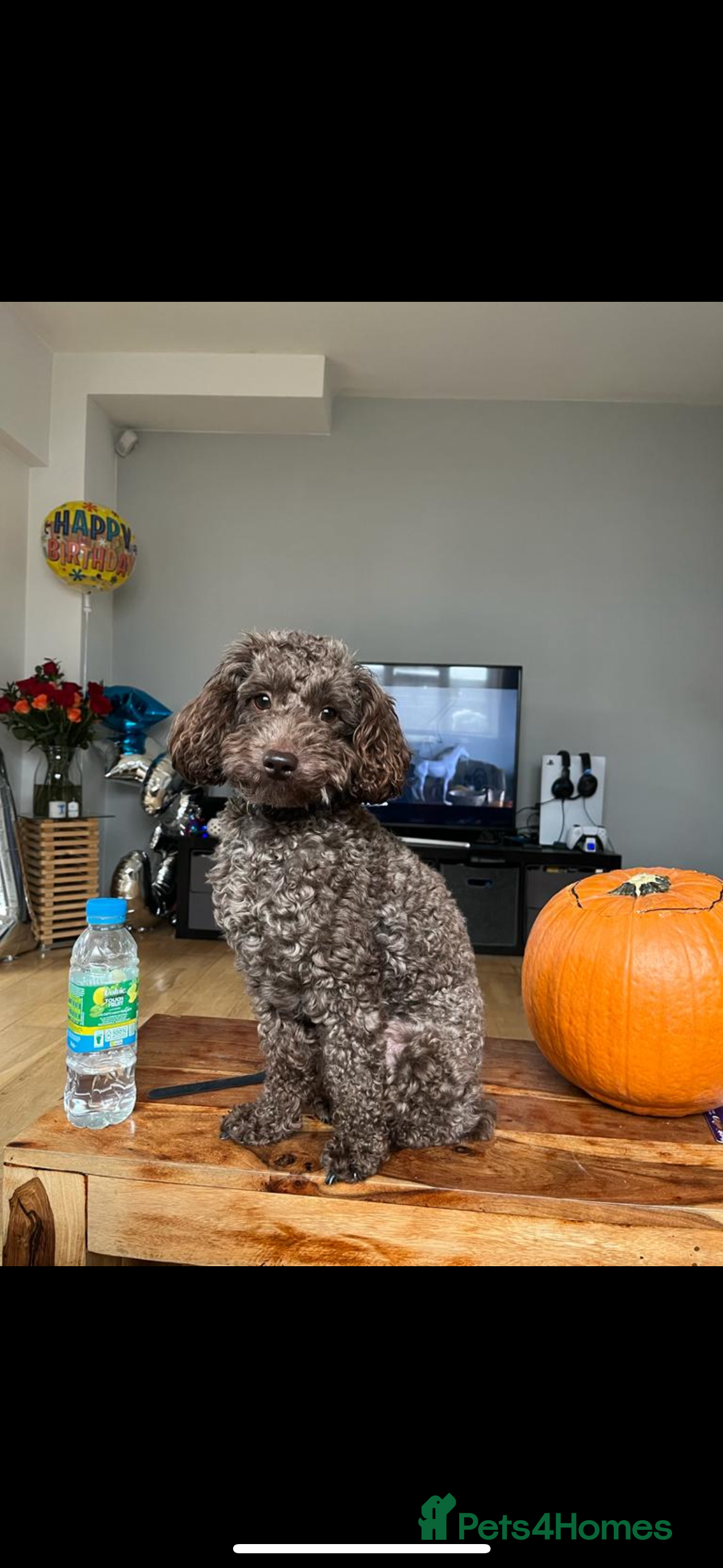 Miniature Poodle dogs Brown Miniature poodle  - Advert 1