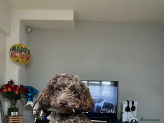 Miniature Poodle dogs Brown Miniature poodle - Advert 17