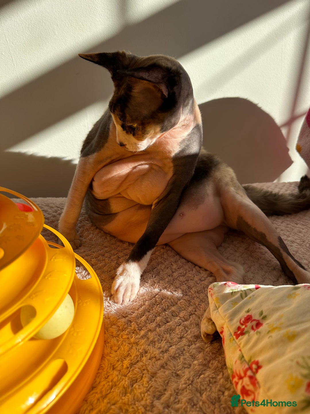 Sphynx cats for sale: Fuzzy Female Sphynx  - Advert 7