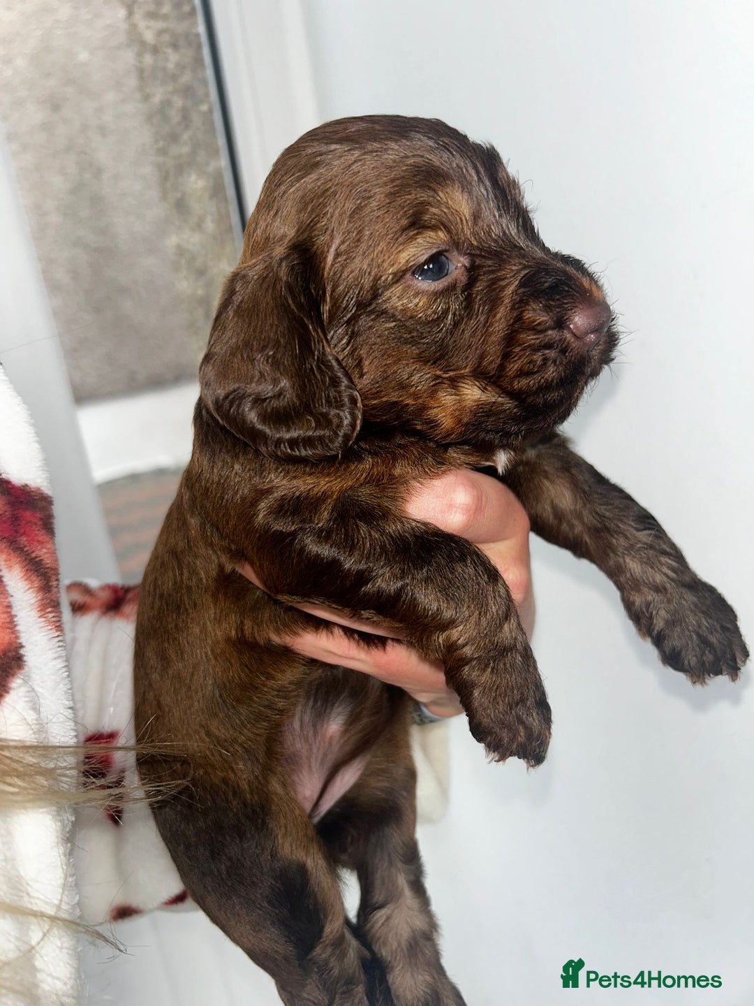 Cockapoo dogs for sale: Beautiful cockerpoo puppies  - Image 22